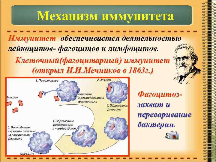 Механизм иммунитета Иммунитет обеспечивается деятельностью лейкоцитов- фагоцитов и лимфоцитов. Клеточный(фагоцитарный) иммунитет (открыл И. И.