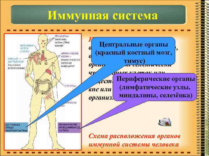 Иммунная система – Центральные органы объединяет органы и ткани, (красный костный мозг, обеспечивающие защиту