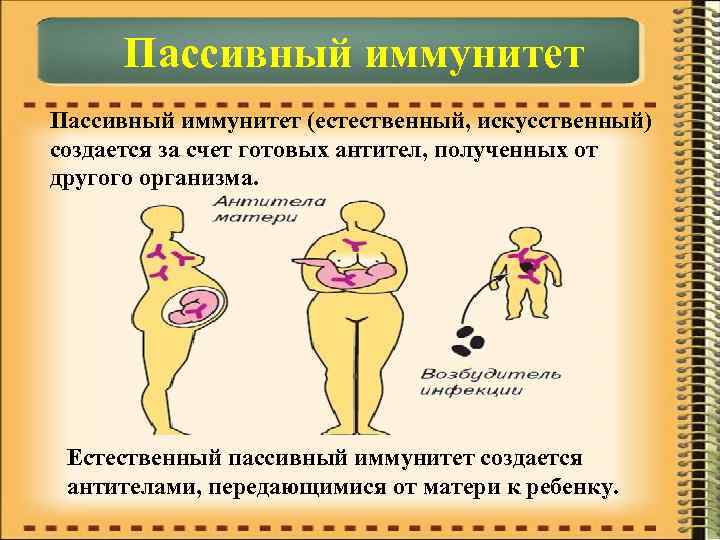 Пассивный иммунитет (естественный, искусственный) создается за счет готовых антител, полученных от другого организма. Естественный
