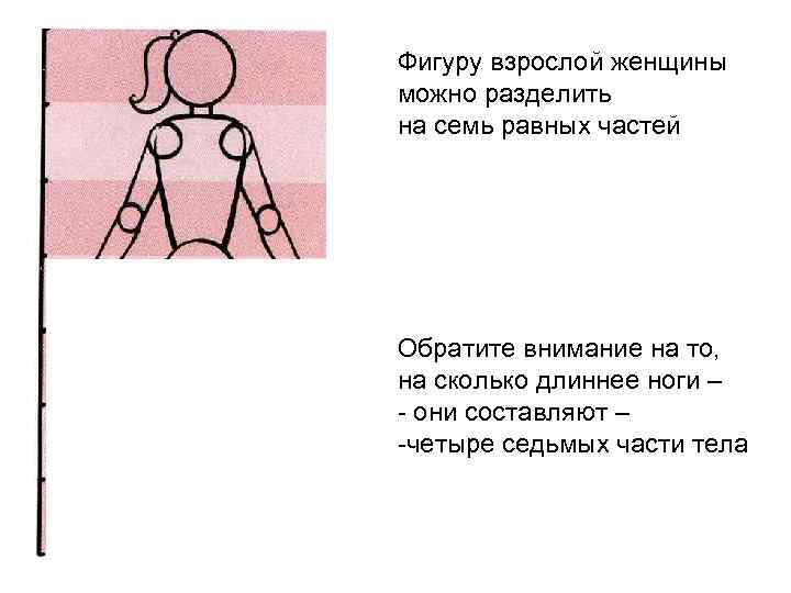 Фигуру взрослой женщины можно разделить на семь равных частей Обратите внимание на то, на