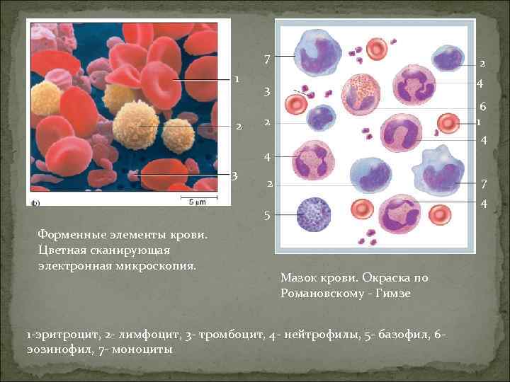 Мазок крови человека рисунок с обозначениями