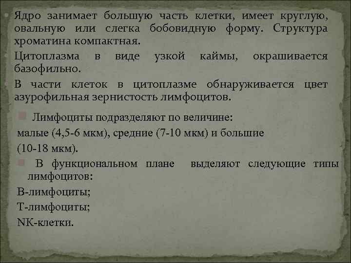  Ядро занимает большую часть клетки, имеет круглую, овальную или слегка бобовидную форму. Структура