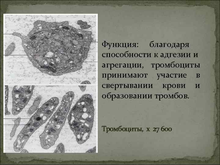 Функция: благодаря способности к адгезии и агрегации, тромбоциты принимают участие в свертывании крови и