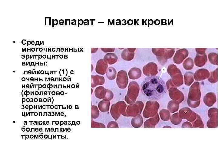 Препарат – мазок крови • Среди многочисленных эритроцитов видны: • лейкоцит (1) с очень