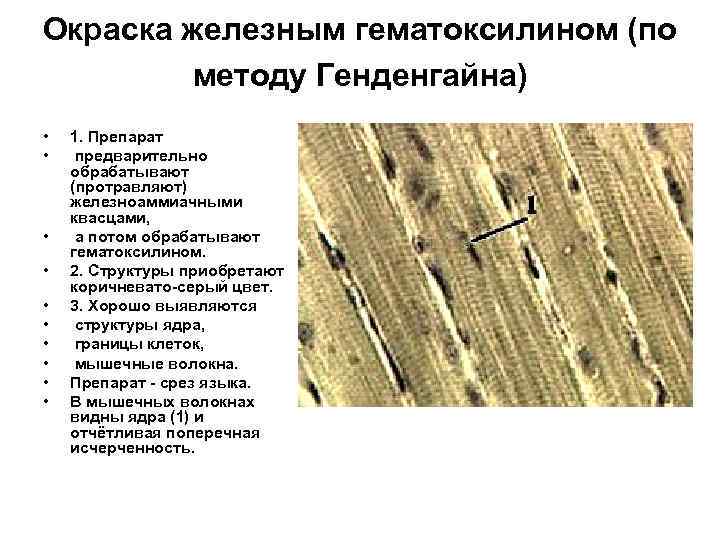 Окраска железным гематоксилином (по методу Генденгайна) • • • 1. Препарат предварительно обрабатывают (протравляют)