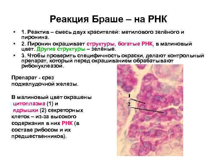 Реакция Браше – на РНК • • • 1. Реактив – смесь двух красителей: