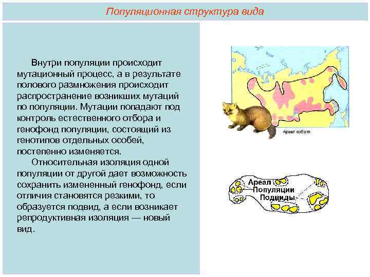  Популяционная структура вида Внутри популяции происходит мутационный процесс, а в результате полового размножения