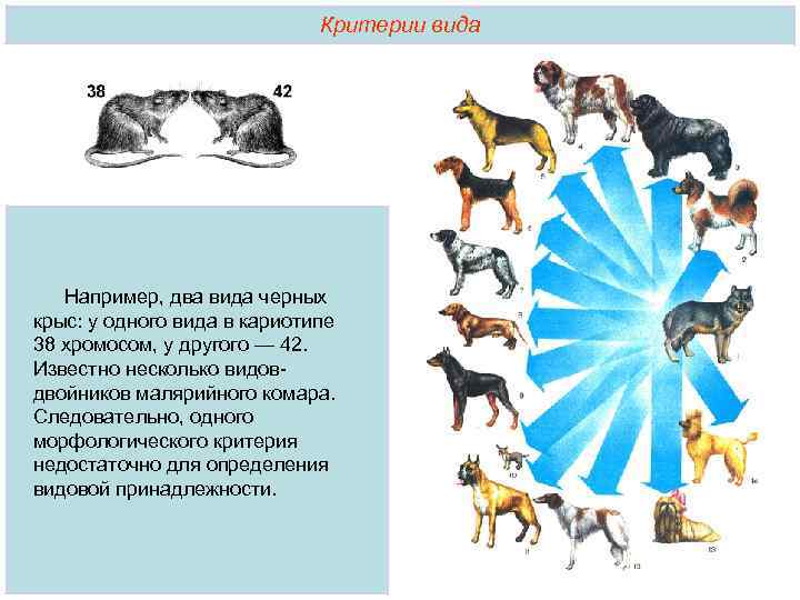  Критерии вида Например, два вида черных крыс: у одного вида в кариотипе 38