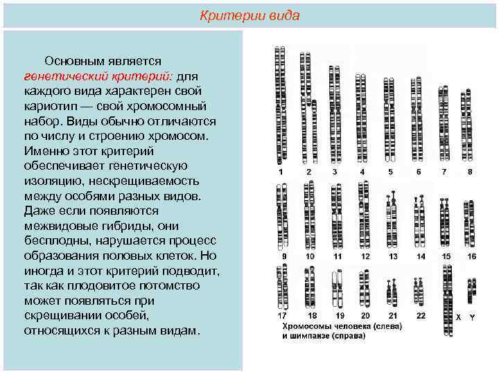 Какой критерий вида свидетельствует о принадлежности изображенных на рисунке