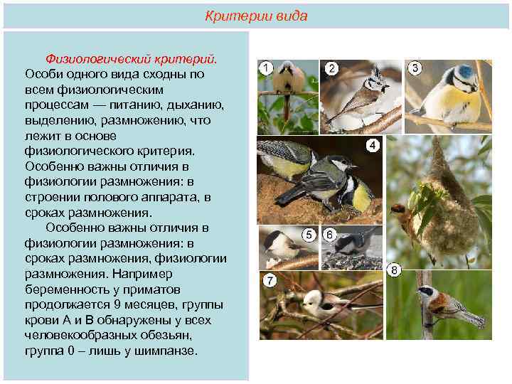  Критерии вида Физиологический критерий. Особи одного вида сходны по всем физиологическим процессам —