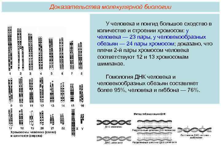 Молекулярные доказательства