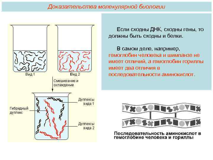 Доказательства молекулярной биологии Если сходны ДНК, сходны гены, то должны быть сходны и белки.