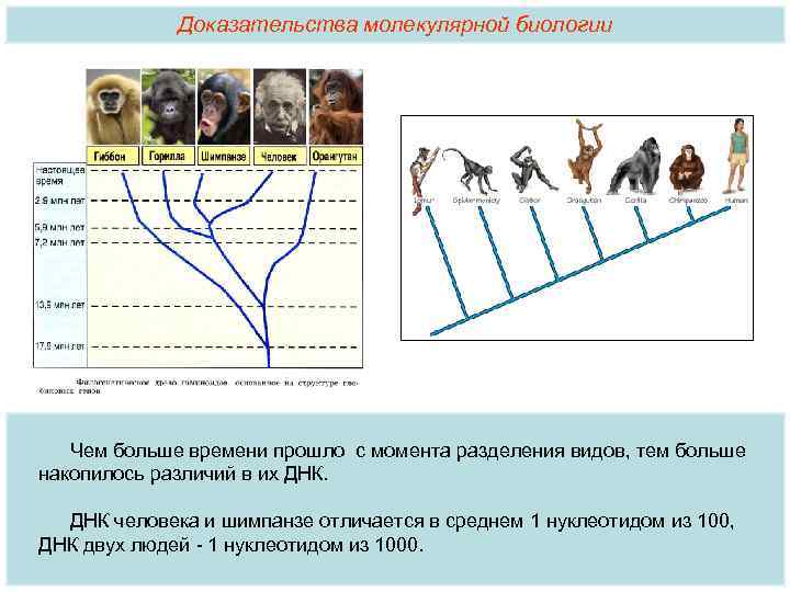 Доказательства молекулярной биологии Чем больше времени прошло с момента разделения видов, тем больше накопилось