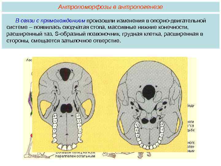 Антропоморфозы в антропогенезе В связи с прямохождением произошли изменения в опорно-двигательной системе – появилась