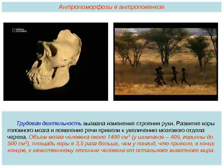 Антропоморфозы в антропогенезе Трудовая деятельность вызвала изменение строения руки. Развитие коры головного мозга и