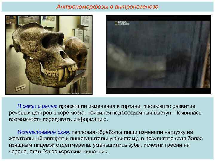 Антропоморфозы в антропогенезе В связи с речью произошли изменения в гортани, произошло развитие речевых