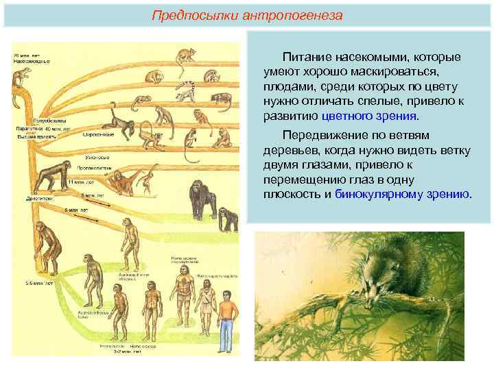 Антропогенез ру эволюция человека схема