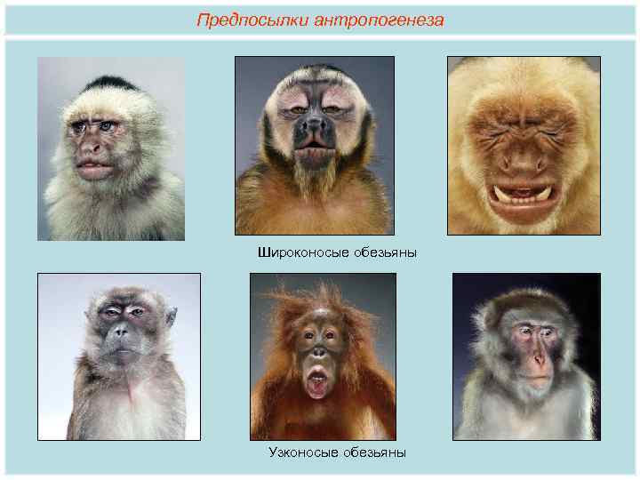 Предпосылки антропогенеза Широконосые обезьяны Узконосые обезьяны 