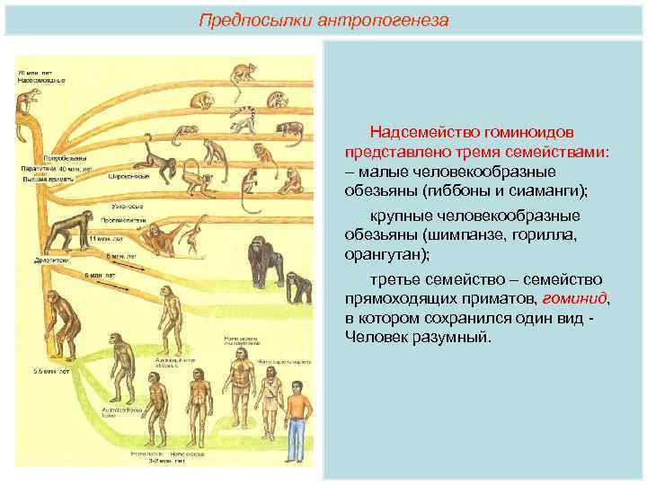 Предпосылки антропогенеза Надсемейство гоминоидов представлено тремя семействами: – малые человекообразные обезьяны (гиббоны и сиаманги);