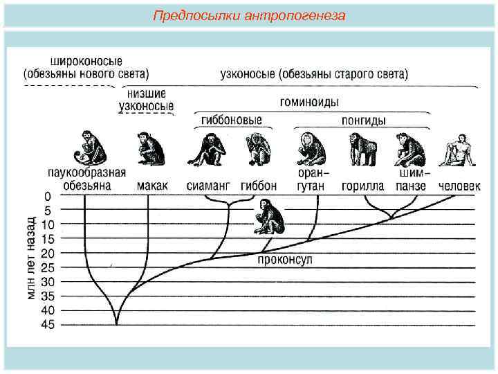 Предпосылки антропогенеза 