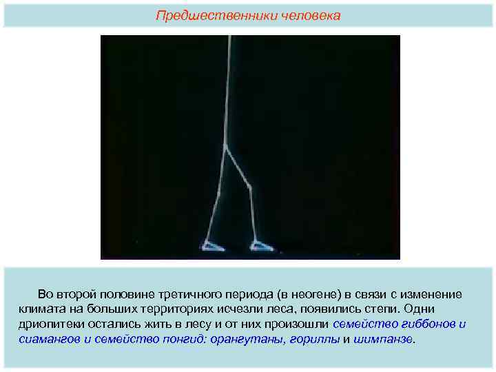 Предшественники человека Во второй половине третичного периода (в неогене) в связи с изменение климата
