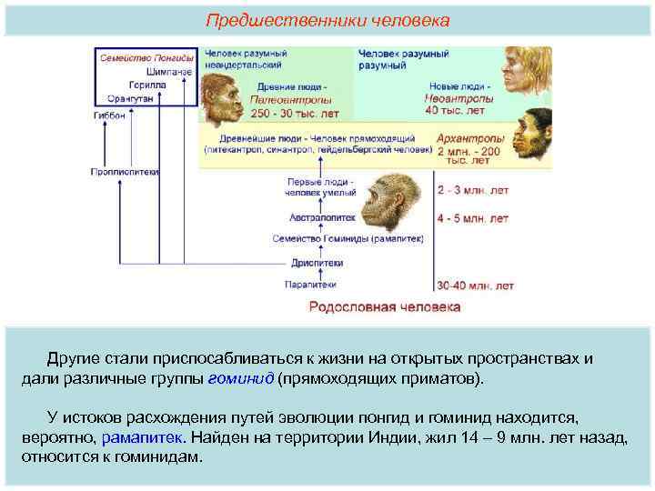 Предшественники человека Другие стали приспосабливаться к жизни на открытых пространствах и дали различные группы