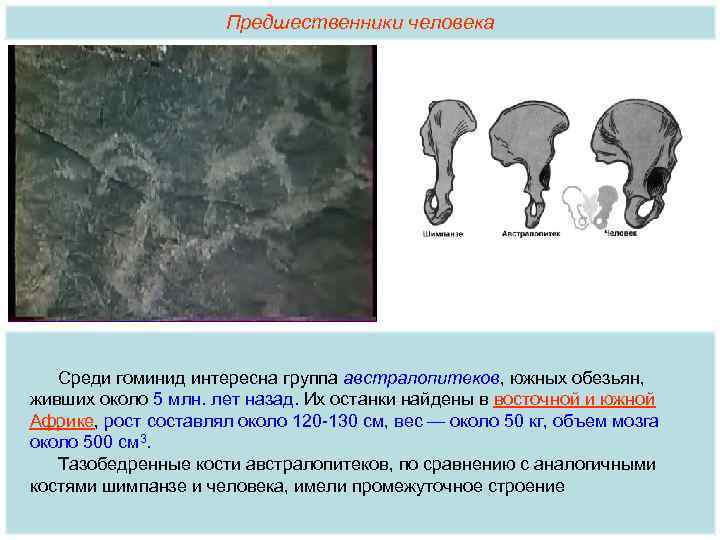Предшественники человека Среди гоминид интересна группа австралопитеков, южных обезьян, живших около 5 млн. лет