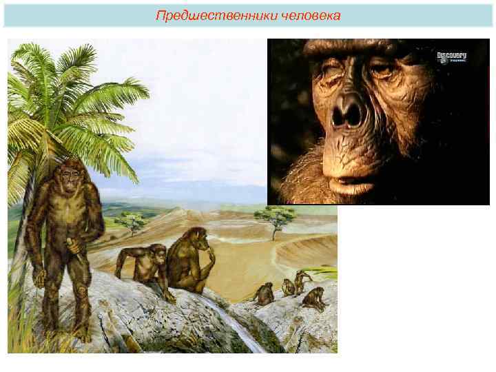 Предшественники человека 