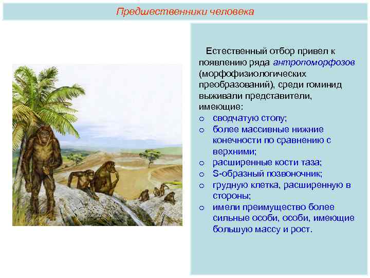 Предшественники человека Естественный отбор привел к появлению ряда антропоморфозов (морфофизиологических преобразований), среди гоминид выживали