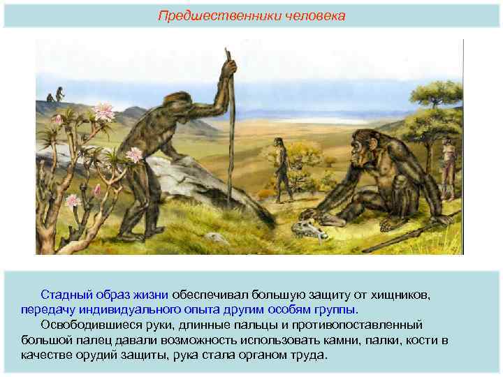 Предшественники человека Стадный образ жизни обеспечивал большую защиту от хищников, передачу индивидуального опыта другим
