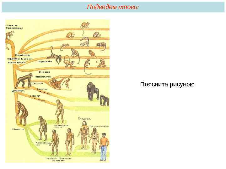 Подведем итоги: Поясните рисунок: 