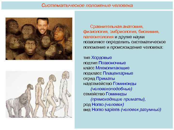 Доказательства эволюции человека. Систематическое происхождение человека. Анатомические доказательства происхождения человека от животных. Классификация происхождения человека. Происхождение человека систематика человека.