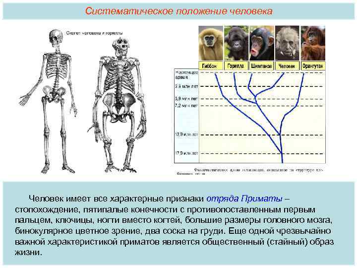 Появление в процессе эволюции пятипалых конечностей. Доказательства происхождения человека от животных. Отряд приматы конечности. Признак отряда приматов характерный для человека. Стопохождение у приматов.