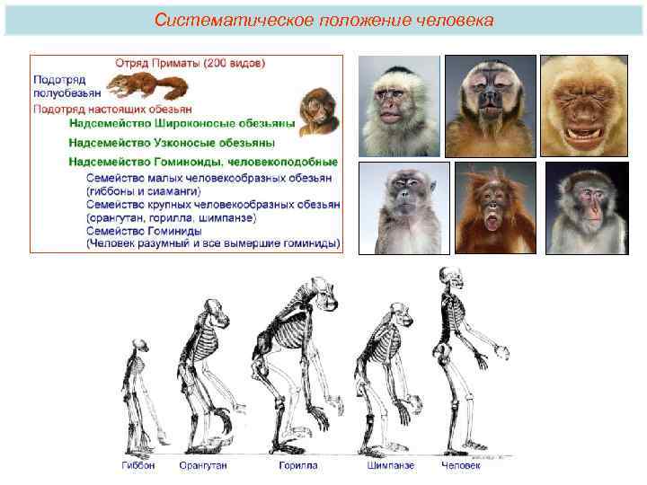 Систематическое положение человека 