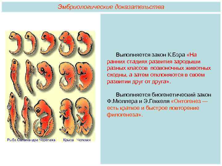 Эмбриологические доказательства Выполняется закон К. Бэра «На ранних стадиях развития зародыши разных классов позвоночных