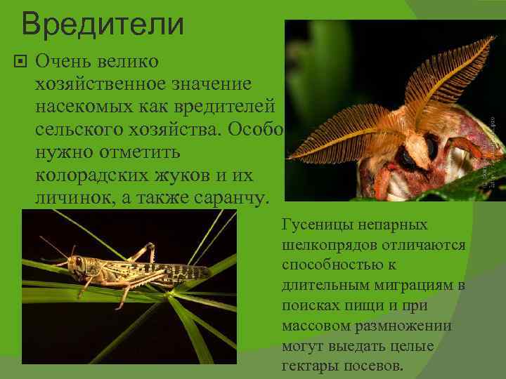 Вредители Очень велико хозяйственное значение насекомых как вредителей сельского хозяйства. Особо нужно отметить колорадских