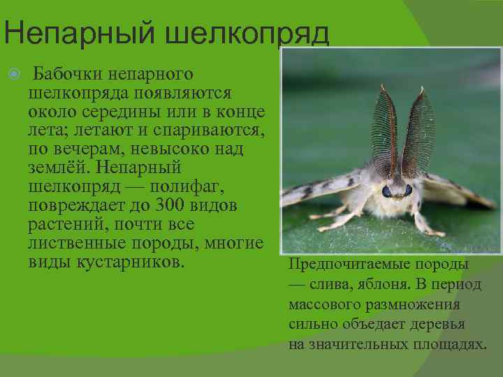 Непарный шелкопряд Бабочки непарного шелкопряда появляются около середины или в конце лета; летают и