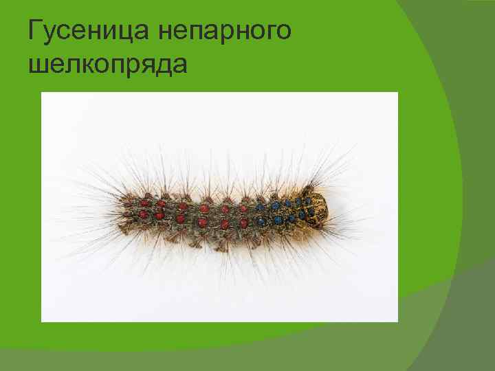 Гусеница непарного шелкопряда 