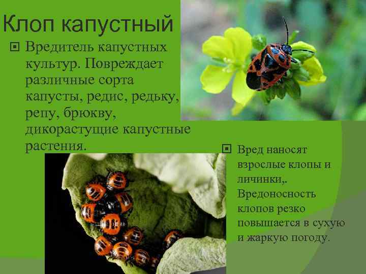 Клоп капустный Вредитель капустных культур. Повреждает различные сорта капусты, редис, редьку, репу, брюкву, дикорастущие