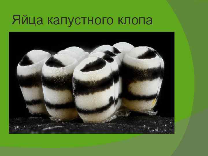 Яйца капустного клопа 