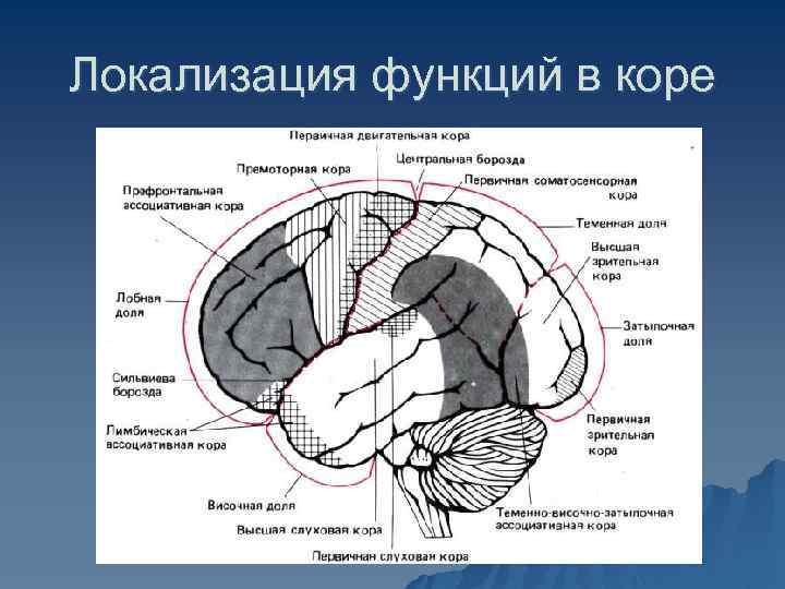 Локализация функций в коре 