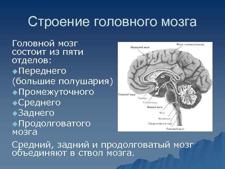 Мозг состоит из. Строение мозга. Головной мозг состоит из отделов. Головной мозг состоит из пяти отделов. Серединные структуры головного мозга.