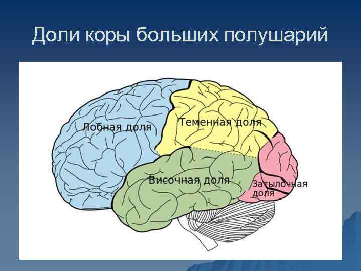 Наличие коры головного мозга. Доли коры больших полушарий мозга.