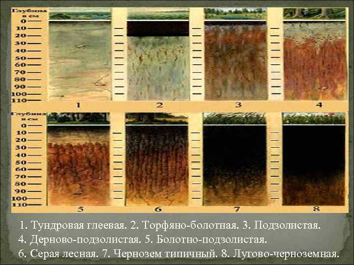 1. Тундровая глеевая. 2. Торфяно-болотная. 3. Подзолистая. 4. Дерново-подзолистая. 5. Болотно-подзолистая. 6. Серая лесная.