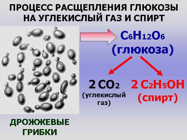 ПРОЦЕСС РАСЩЕПЛЕНИЯ ГЛЮКОЗЫ НА УГЛЕКИСЛЫЙ ГАЗ И СПИРТ C 6 H 12 O 6