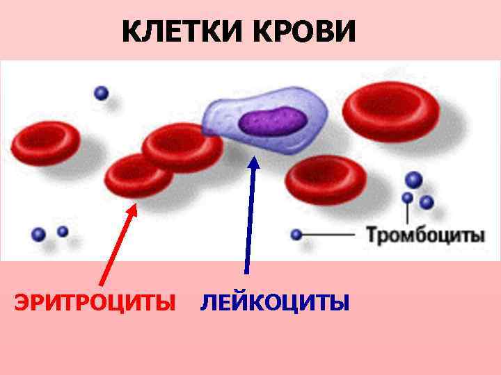 КЛЕТКИ КРОВИ ЭРИТРОЦИТЫ ЛЕЙКОЦИТЫ 