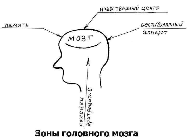 Зоны головного мозга 