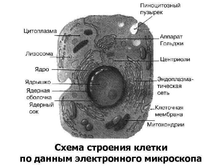 Схема строения клетки по данным электронного микроскопа 