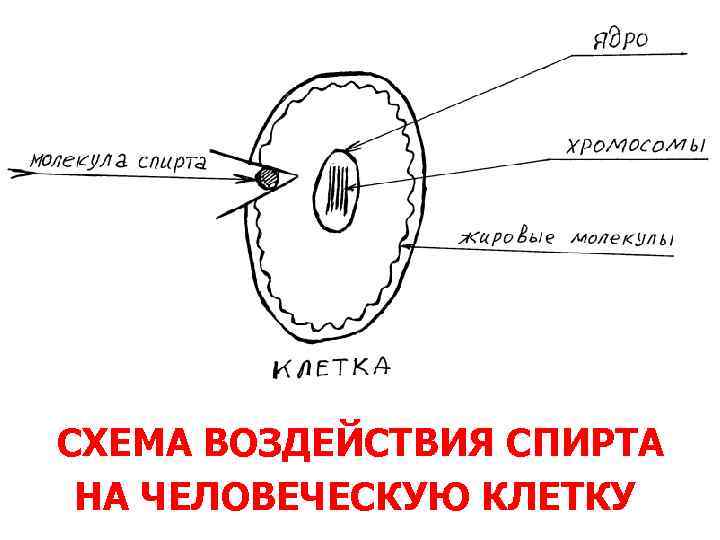 СХЕМА ВОЗДЕЙСТВИЯ СПИРТА НА ЧЕЛОВЕЧЕСКУЮ КЛЕТКУ 