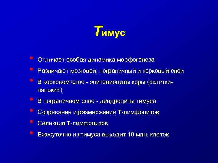 Тимус • • Отличает особая динамика морфогенеза Различают мозговой, пограничный и корковый слои В